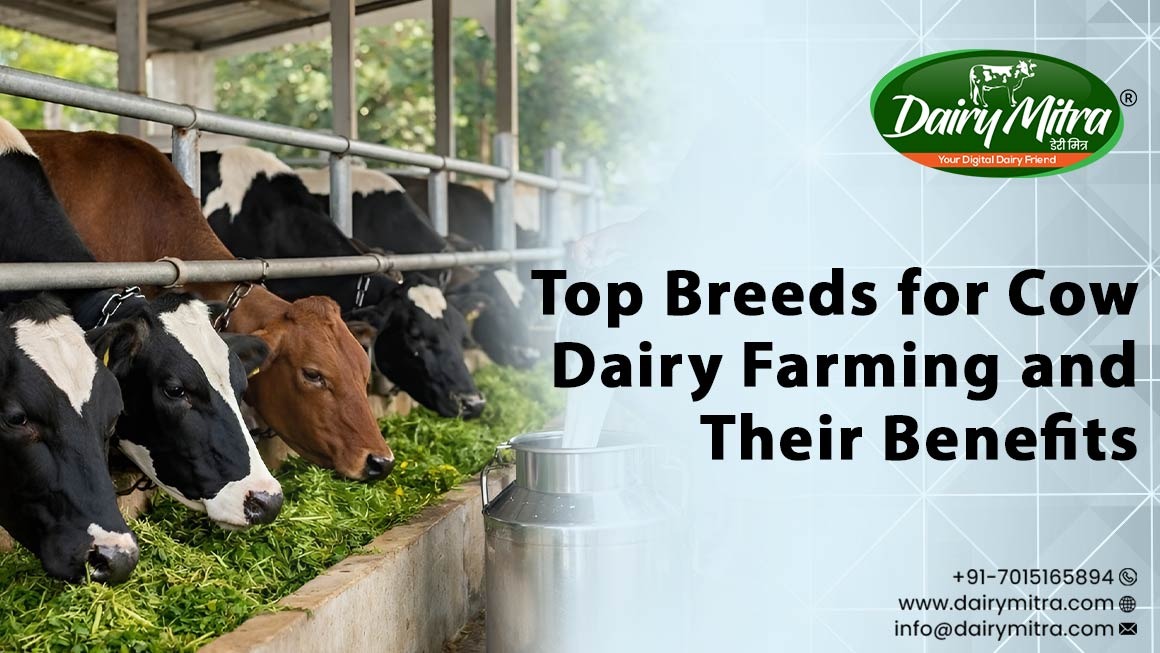 Cow Dairy Farming
